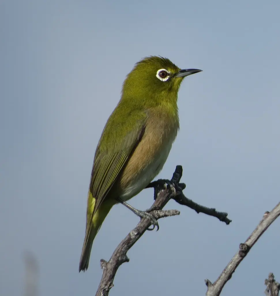 日本绣眼鸟(Zosterops japonicus)