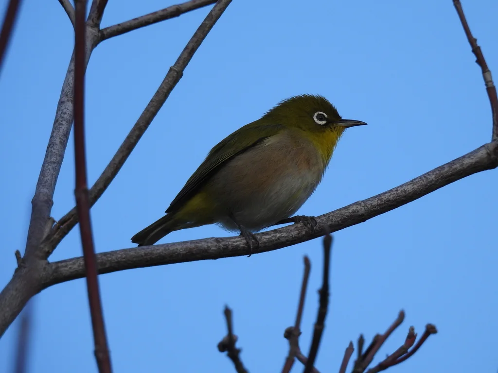 日本绣眼鸟(Zosterops japonicus)