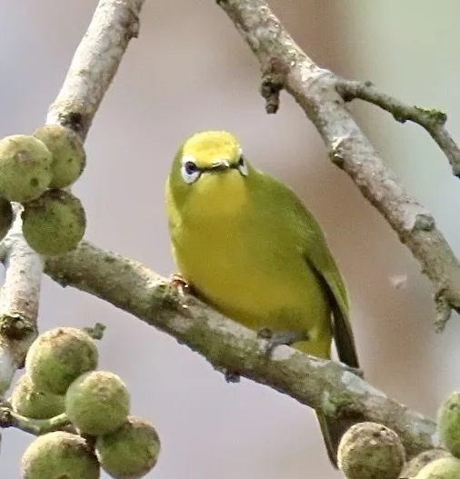 安哥拉绣眼鸟(Zosterops kasaicus)