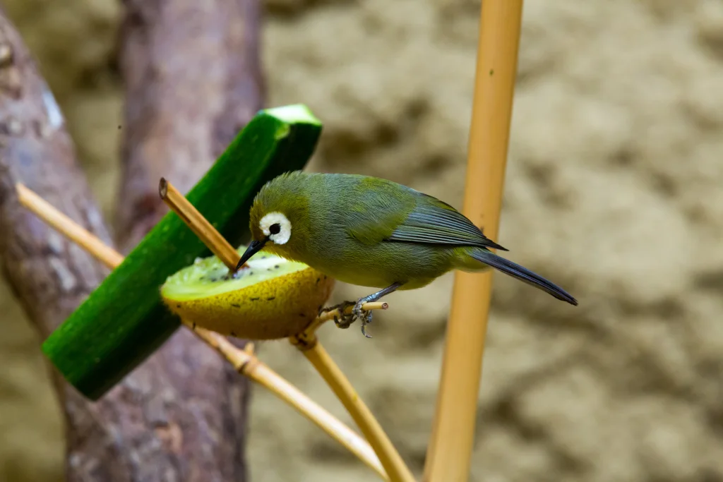 黄额环绣眼鸟(Zosterops kikuyuensis)