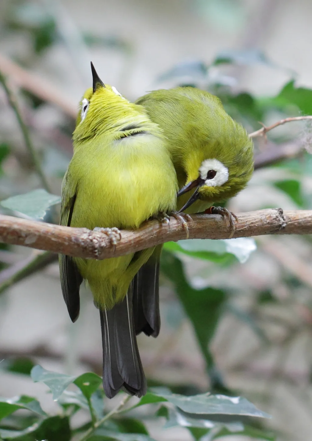 黄额环绣眼鸟(Zosterops kikuyuensis)
