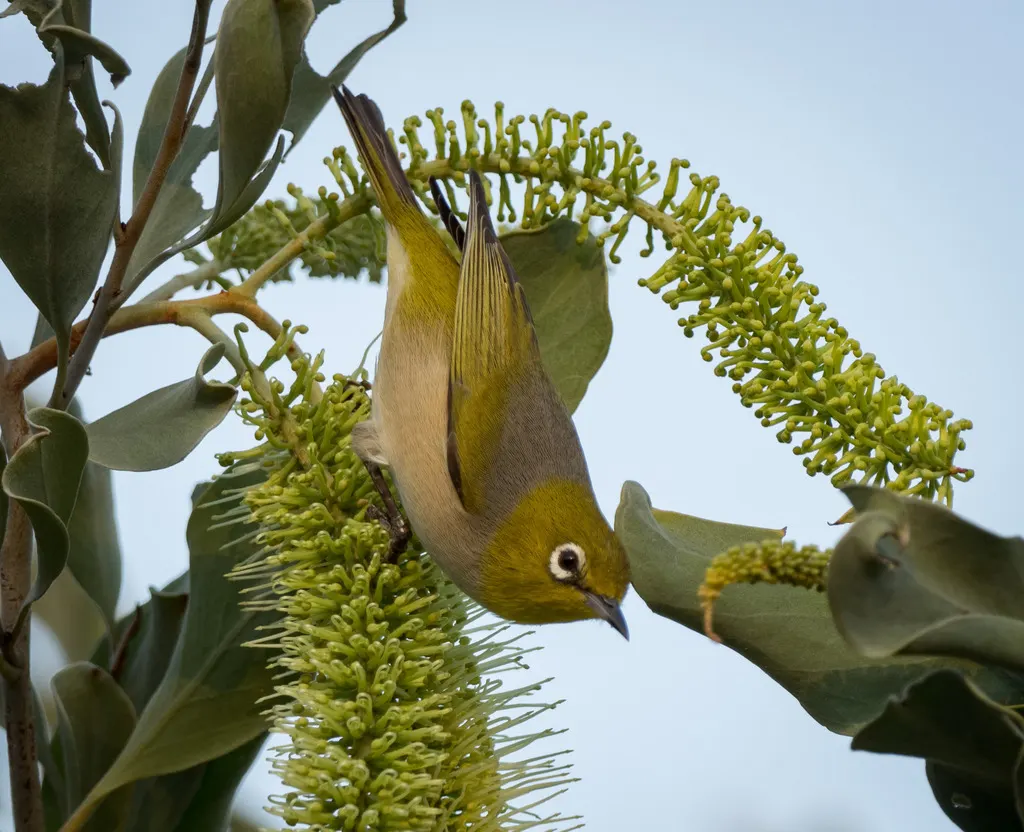 灰胸绣眼鸟(Zosterops lateralis)