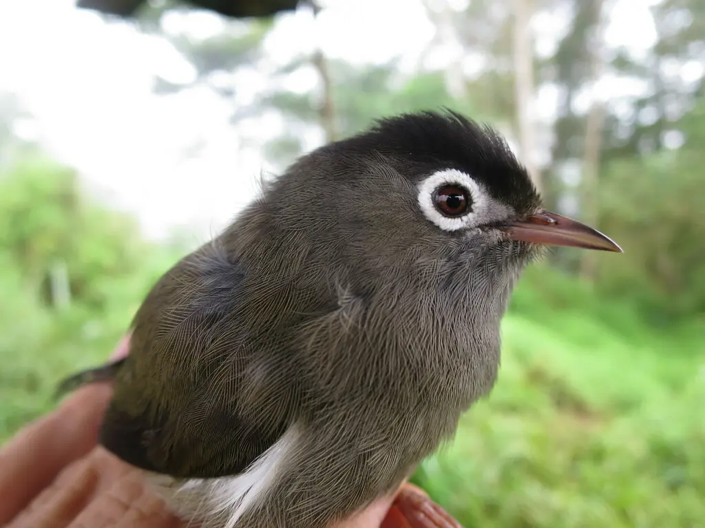 黑顶绣眼鸟(Zosterops lugubris)