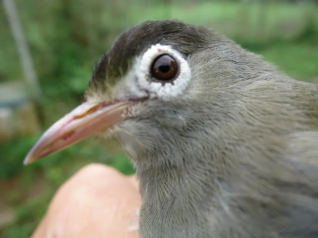 黑顶绣眼鸟(Zosterops lugubris)