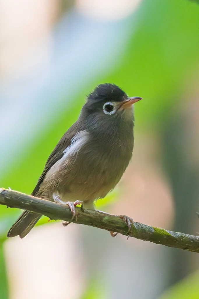 黑顶绣眼鸟(Zosterops lugubris)