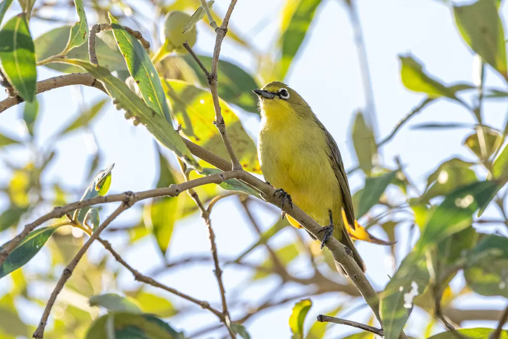 澳洲黄绣眼鸟(Zosterops luteus)
