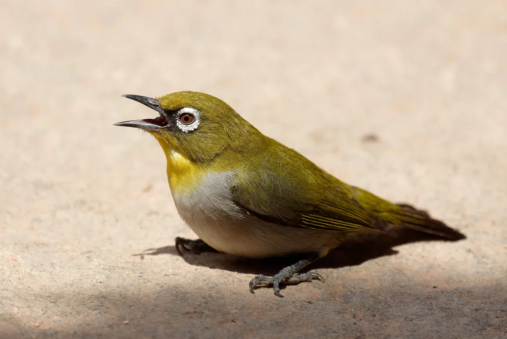 马岛绣眼鸟(Zosterops maderaspatanus)