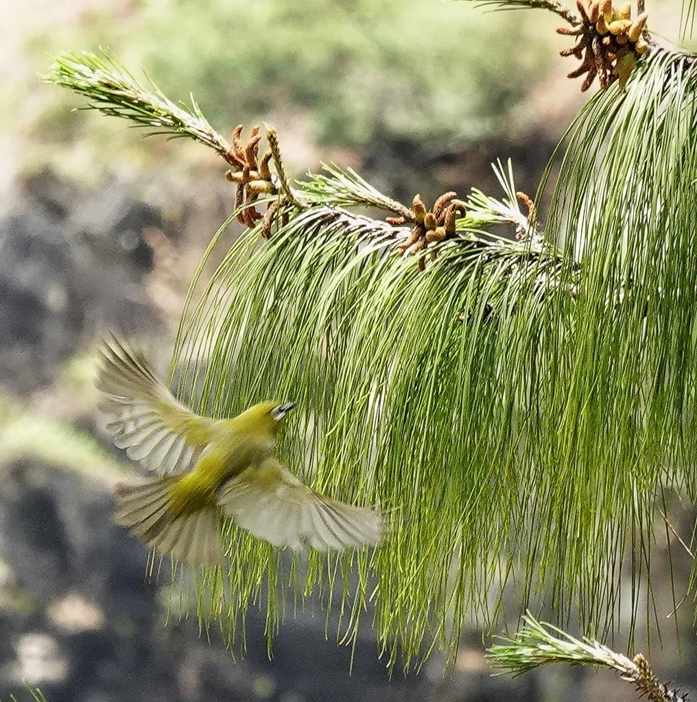 马岛绣眼鸟(Zosterops maderaspatanus)