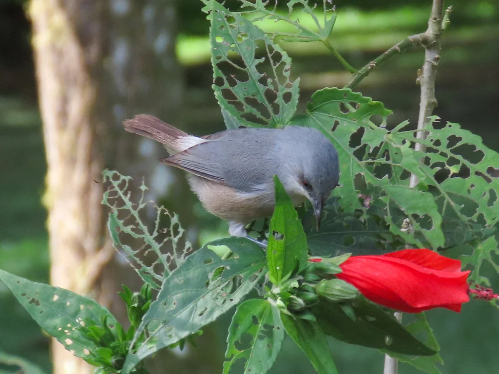 毛岛灰绣眼鸟(Zosterops mauritianus)