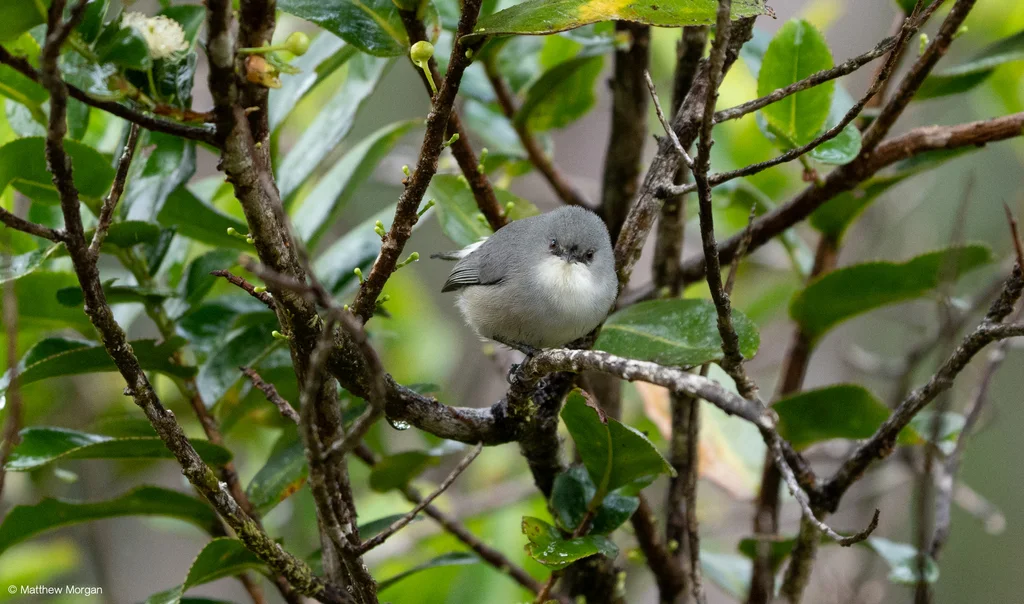 毛岛灰绣眼鸟(Zosterops mauritianus)