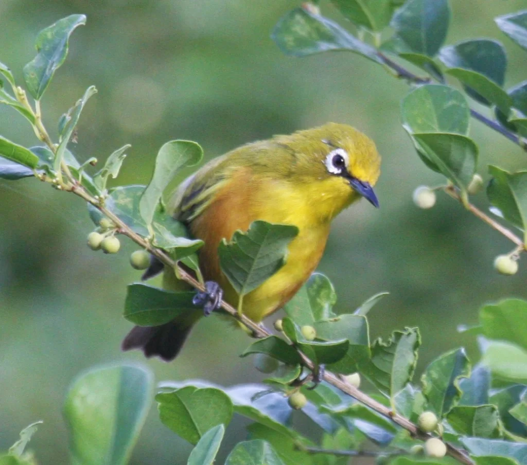 栗胁绣眼鸟(Zosterops mayottensis)