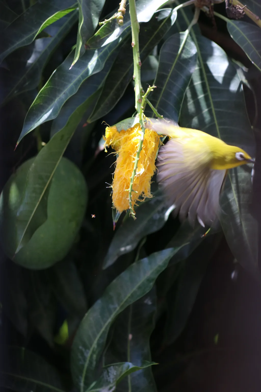栗胁绣眼鸟(Zosterops mayottensis)