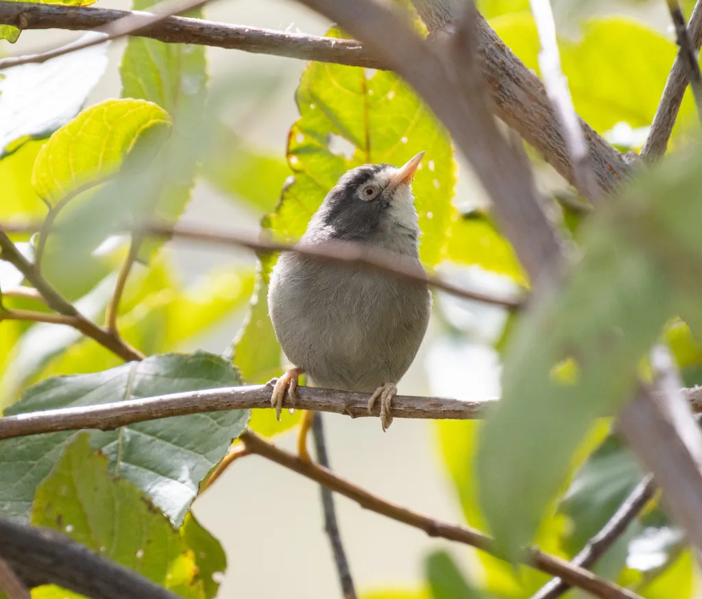 喀麦隆绣眼鸟(Zosterops melanocephalus)