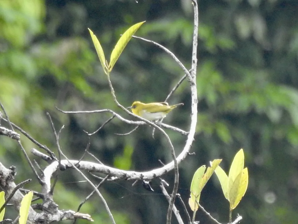 黄喉绣眼鸟(Zosterops metcalfii)