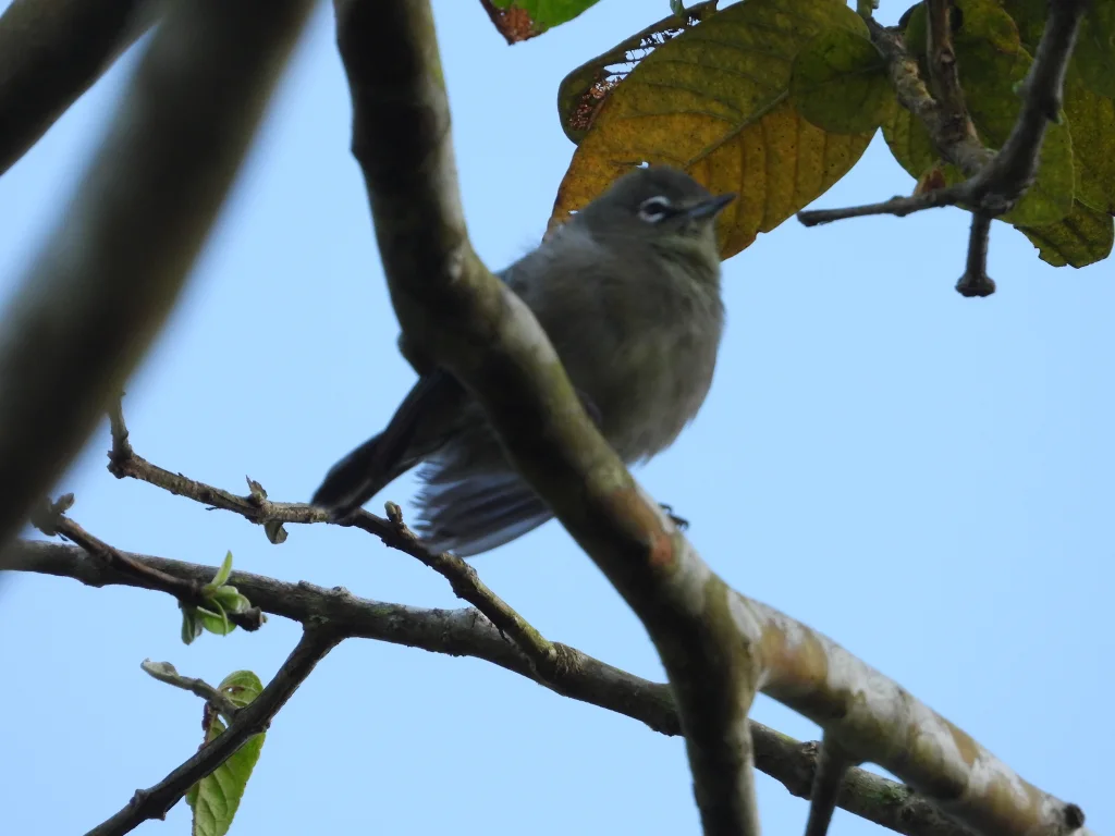 塞舌尔绣眼鸟(Zosterops modestus)