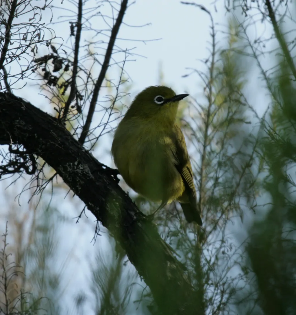 科摩罗绣眼鸟(Zosterops mouroniensis)
