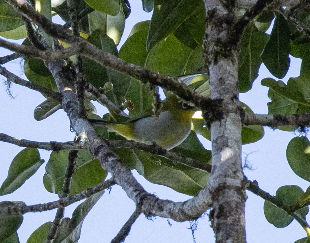 新几内亚绣眼鸟(Zosterops novaeguineae)