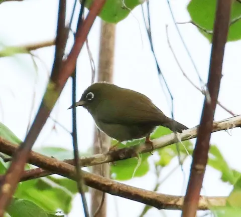 雅岛绣眼鸟