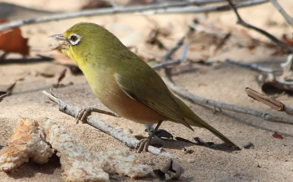 苍色绣眼鸟(Zosterops pallidus)