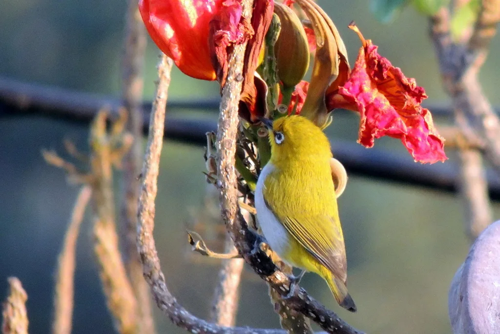 灰腹绣眼鸟（Zosterops palpebrosus）