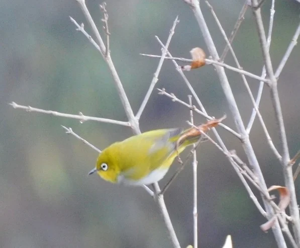 灰腹绣眼鸟（Zosterops palpebrosus）