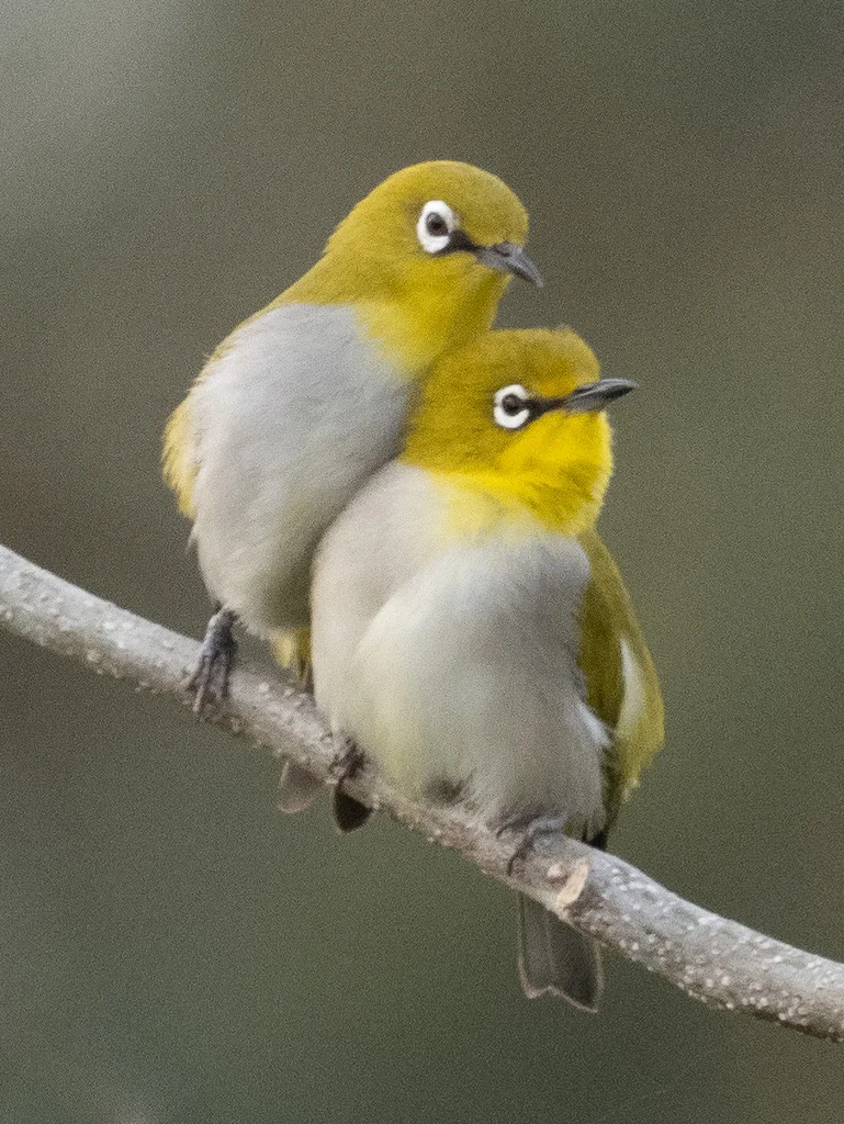 灰腹绣眼鸟（Zosterops palpebrosus）