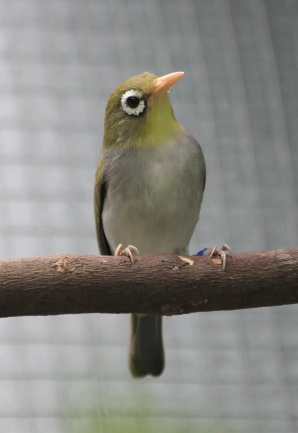 旺伊岛绣眼鸟(Zosterops paruhbesar)