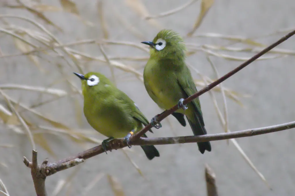 宽翼绣眼鸟(Zosterops poliogastrus)