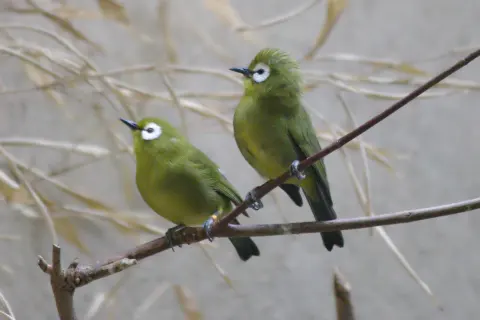 宽翼绣眼鸟