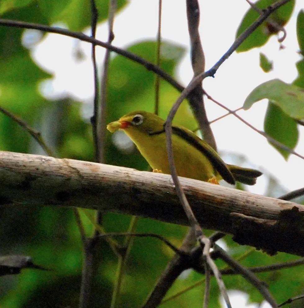 罗岛绣眼鸟(Zosterops rotensis)