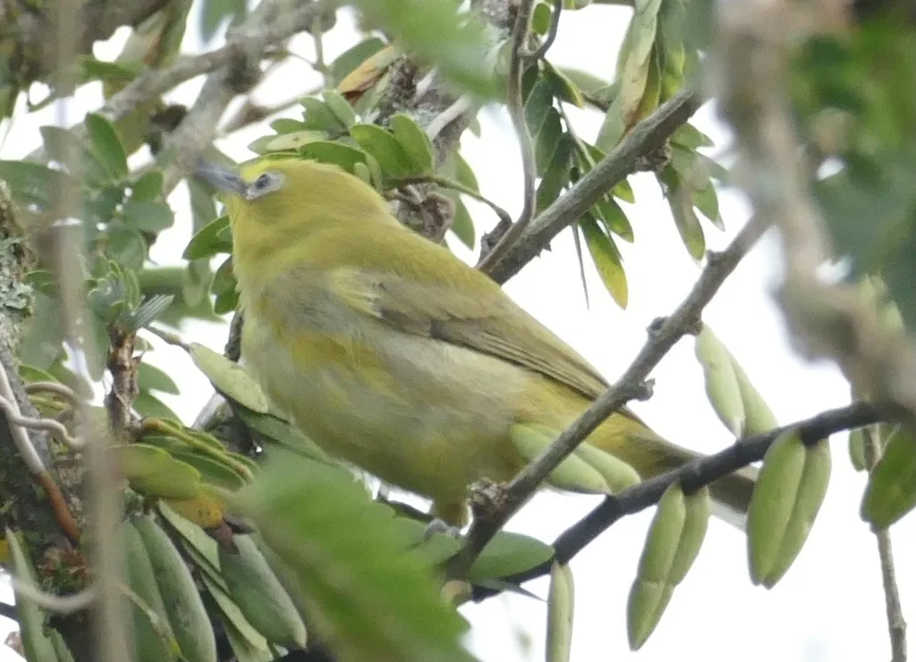 黄绣眼鸟(Zosterops senegalensis)