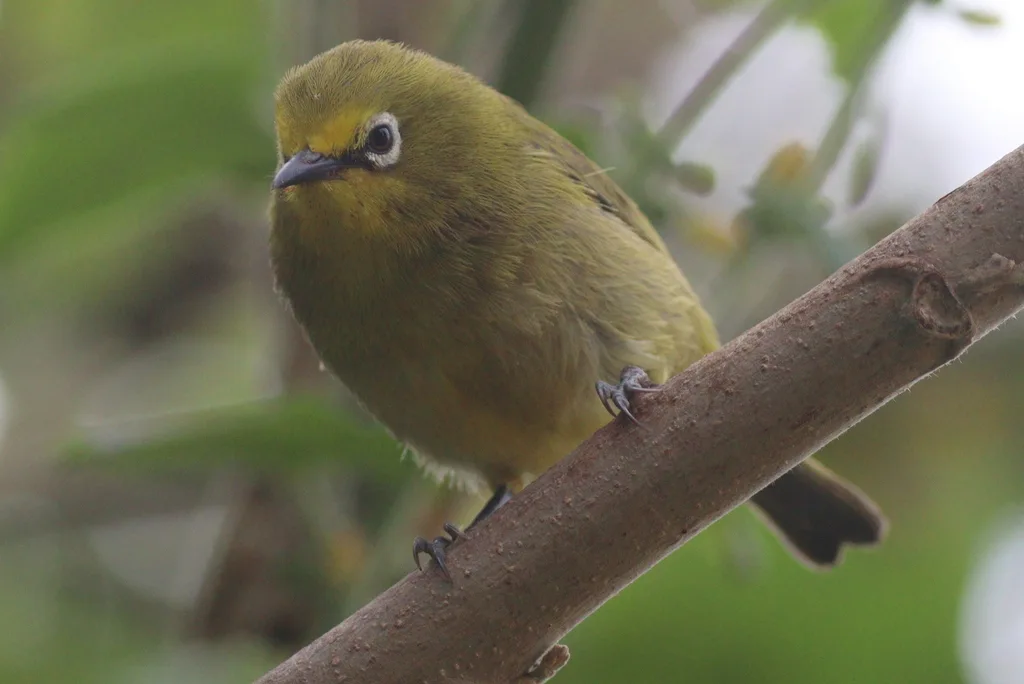 黄绣眼鸟(Zosterops senegalensis)