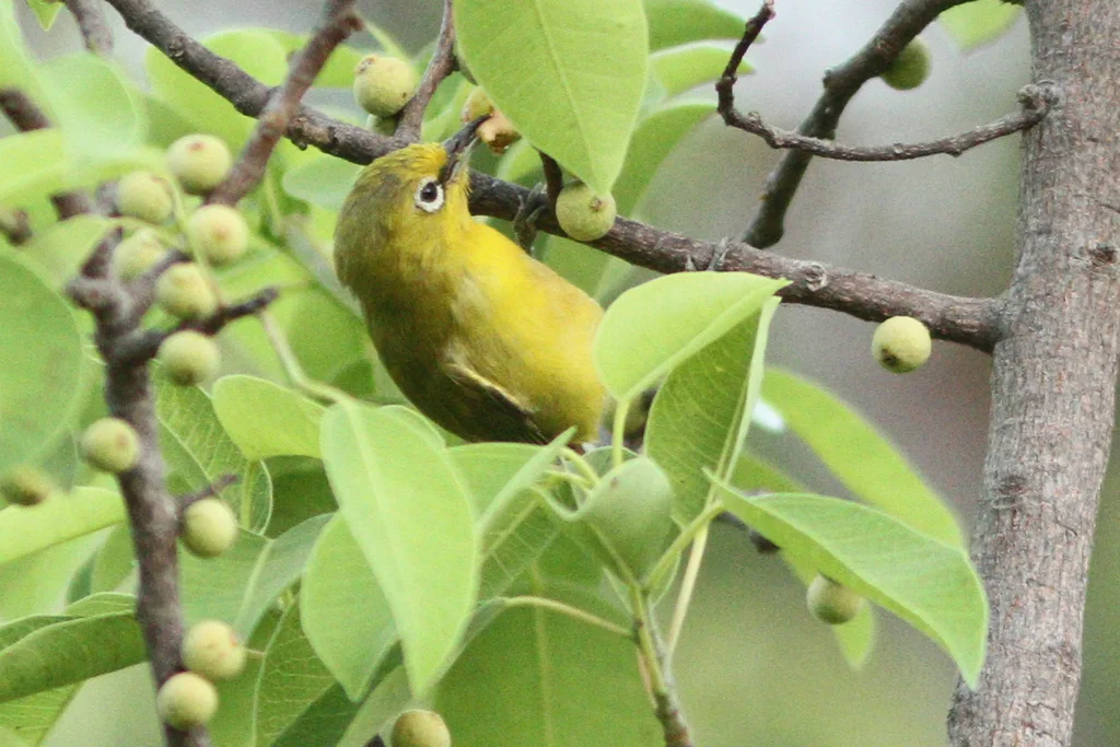 黄绣眼鸟(Zosterops senegalensis)
