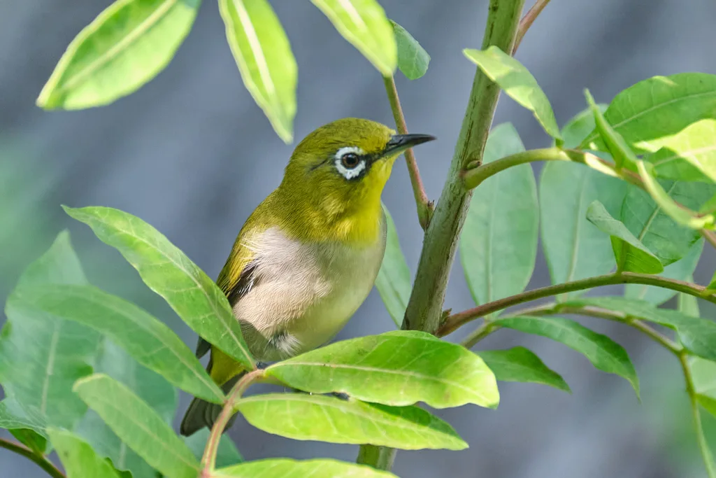 暗绿绣眼鸟(Zosterops simplex)