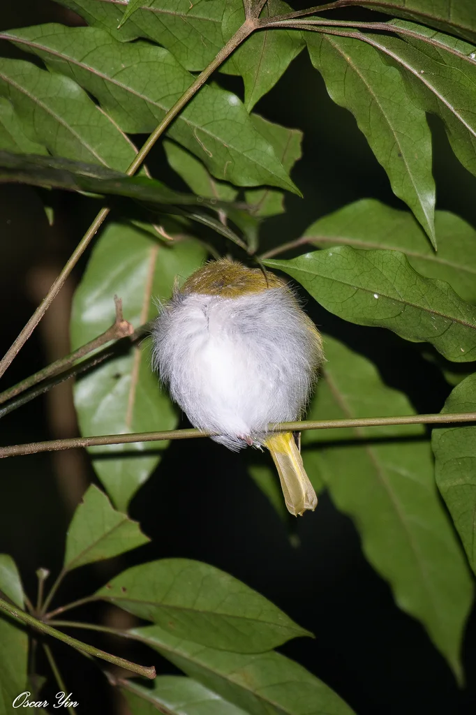 暗绿绣眼鸟(Zosterops simplex)