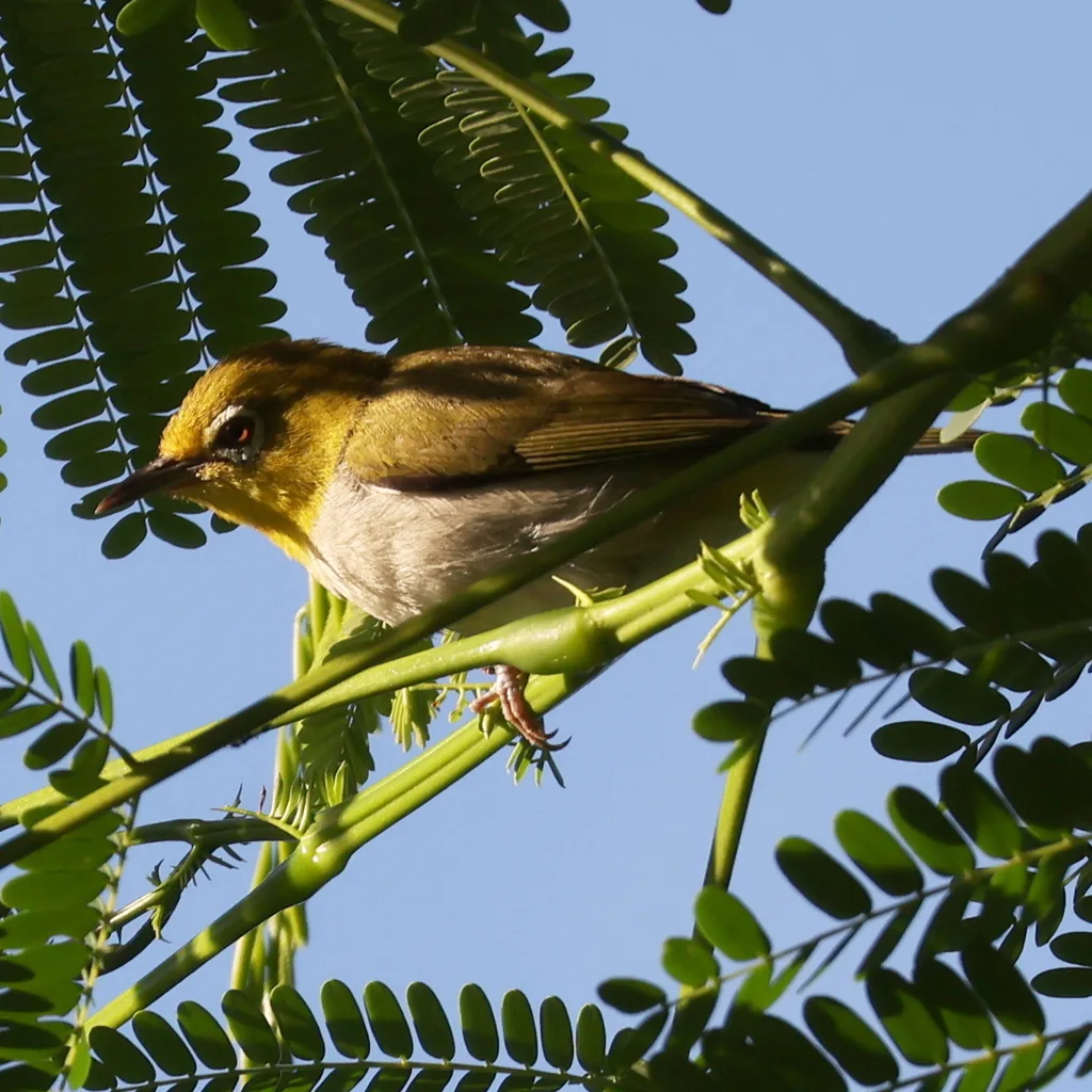 暗绿绣眼鸟(Zosterops simplex)