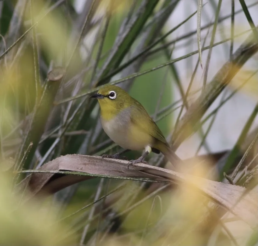 暗绿绣眼鸟(Zosterops simplex)