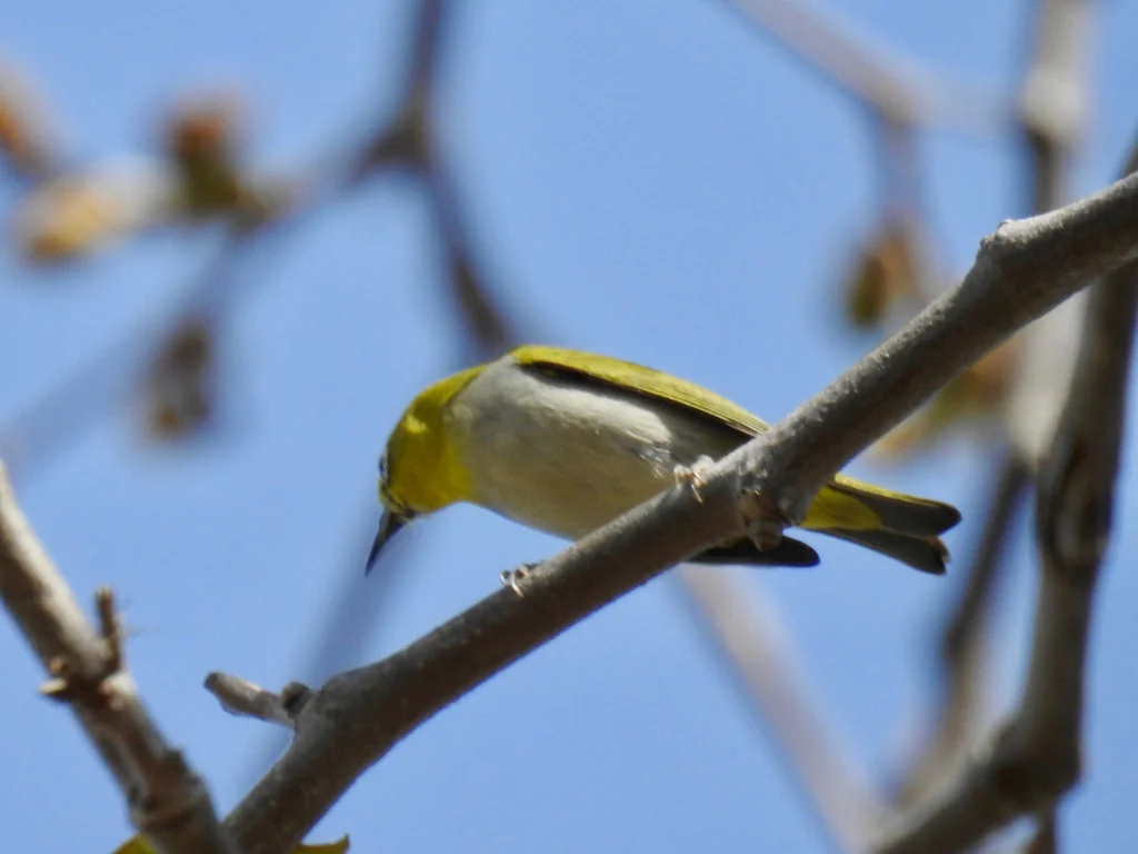 暗绿绣眼鸟(Zosterops simplex)