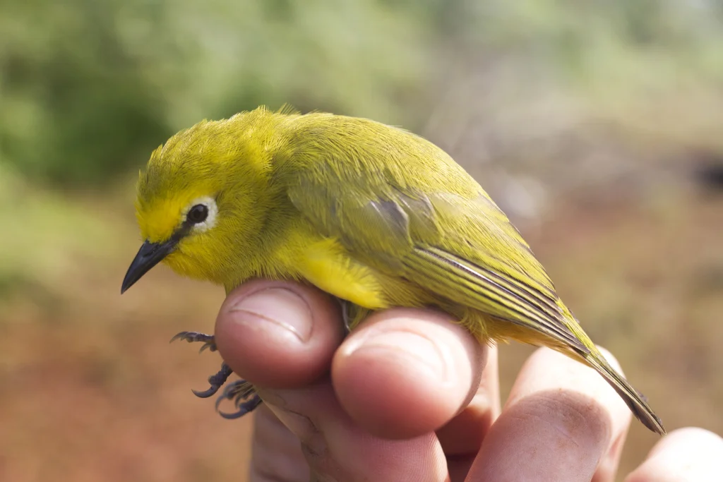 林绣眼鸟(Zosterops stenocricotus)