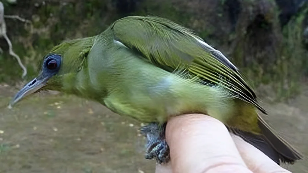 马莱绣眼鸟(Zosterops stresemanni)