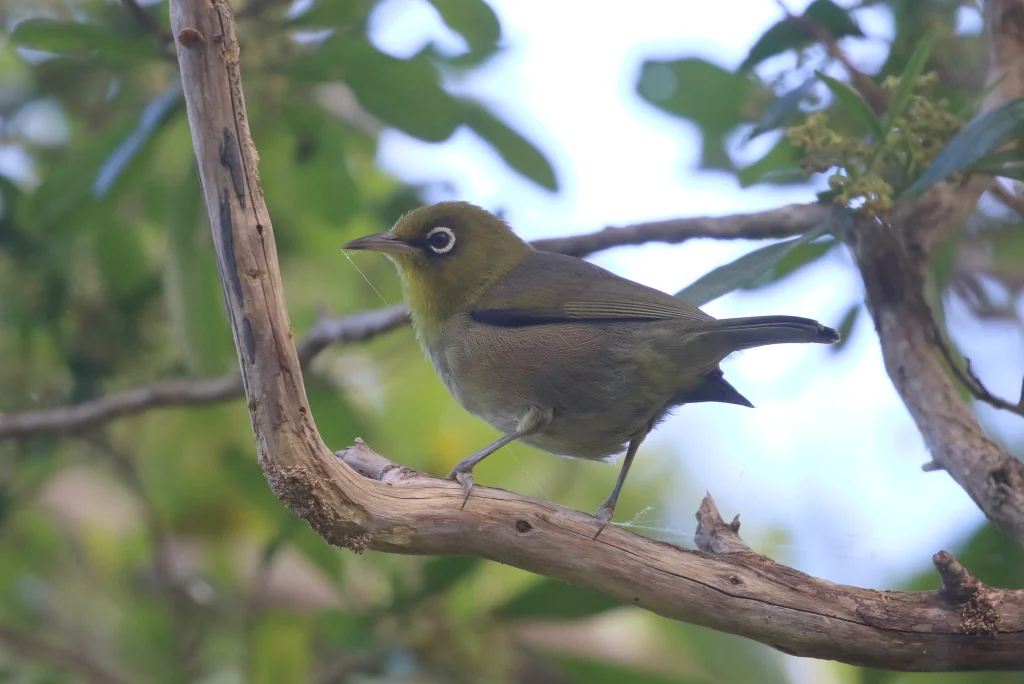 细嘴绣眼鸟(Zosterops tenuirostris)