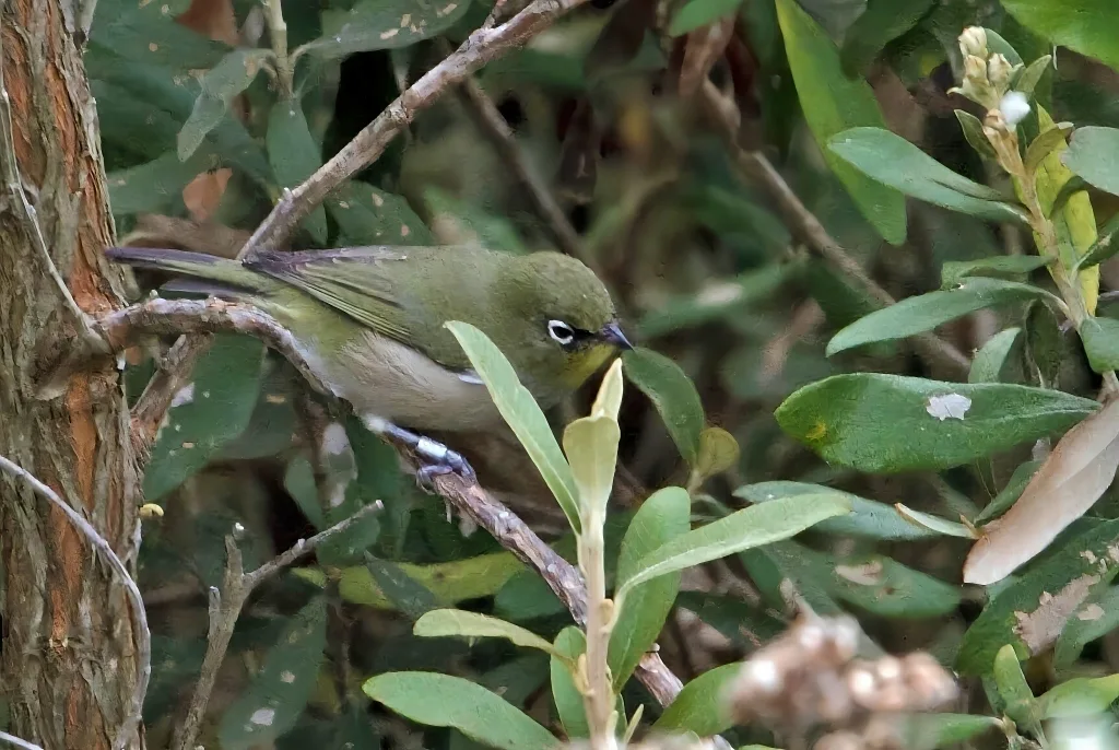 南非绣眼鸟(Zosterops virens)