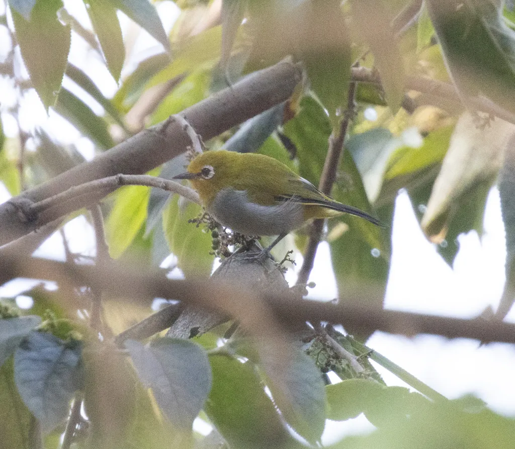 南帕雷山绣眼鸟(Zosterops winifredae)