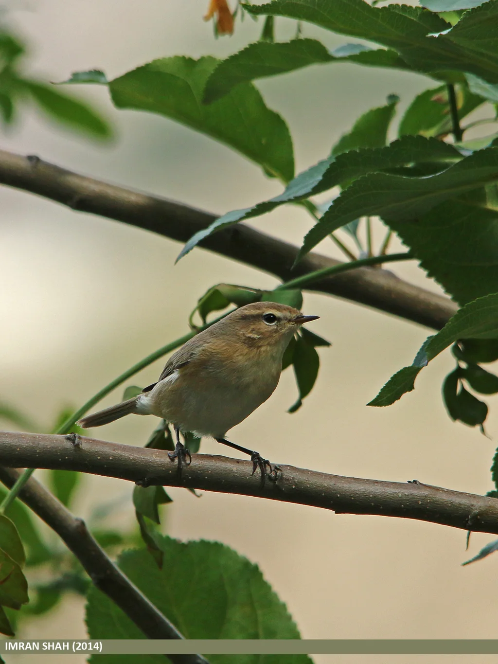 钝翅苇莺(Acrocephalus concinens)