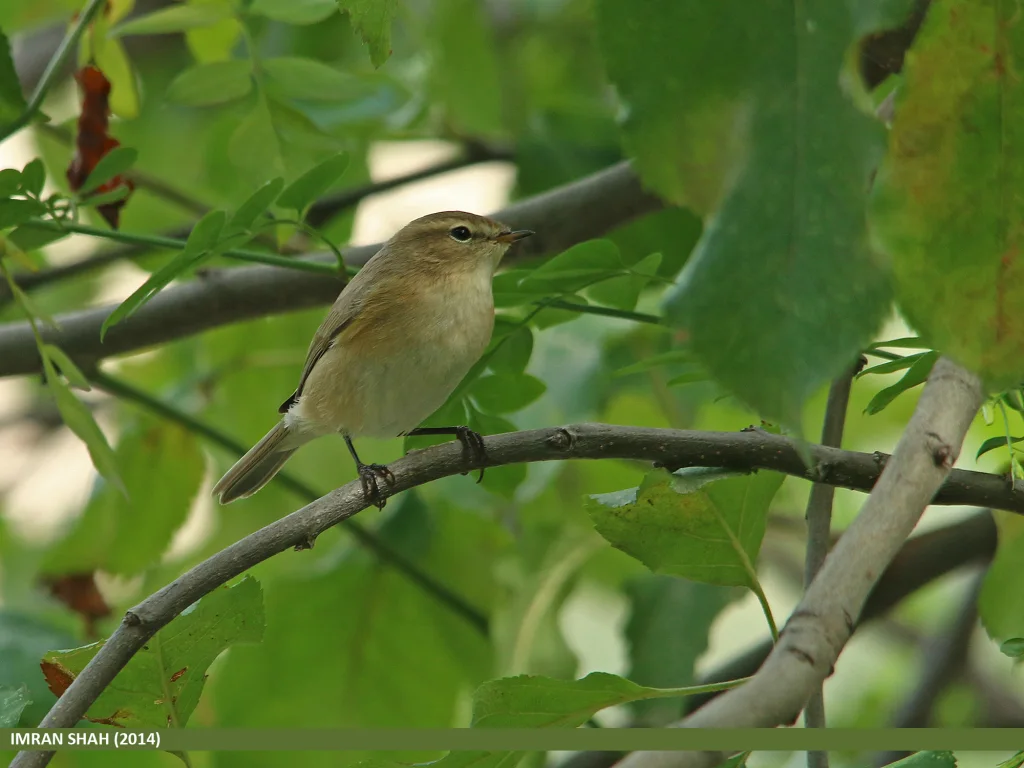 钝翅苇莺(Acrocephalus concinens)