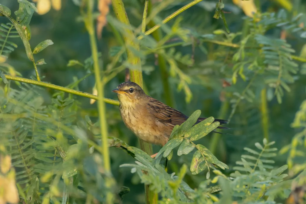 大沼泽苇莺(Acrocephalus rufescens)