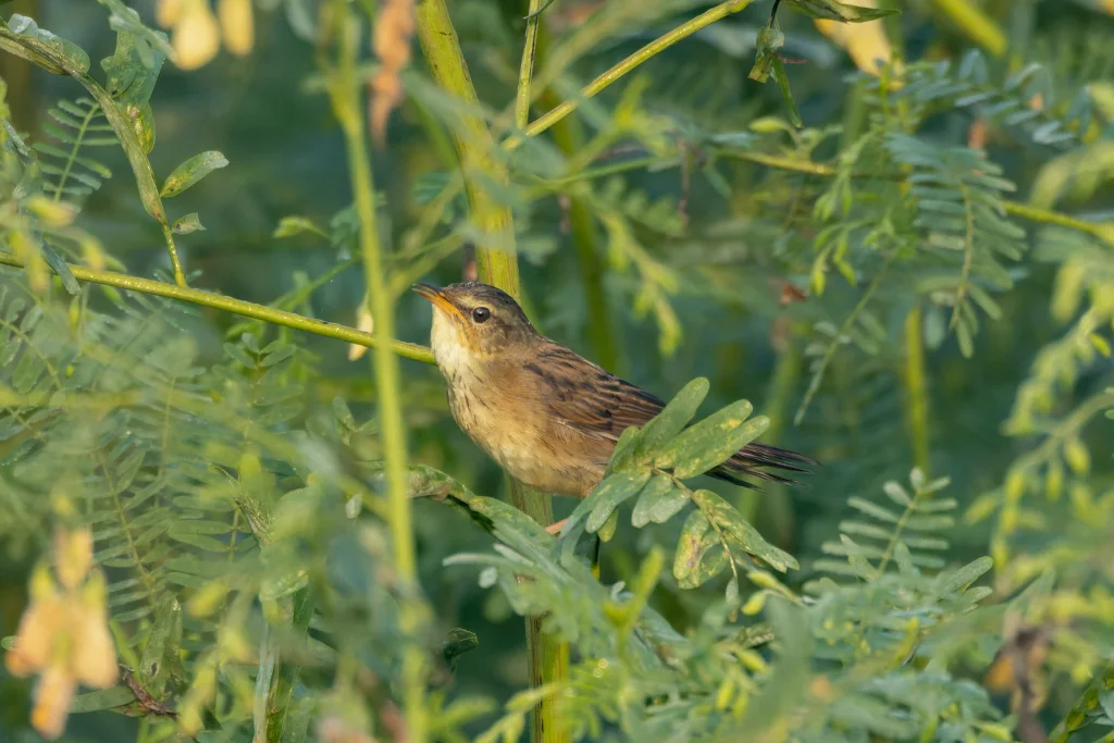 大沼泽苇莺(Acrocephalus rufescens)