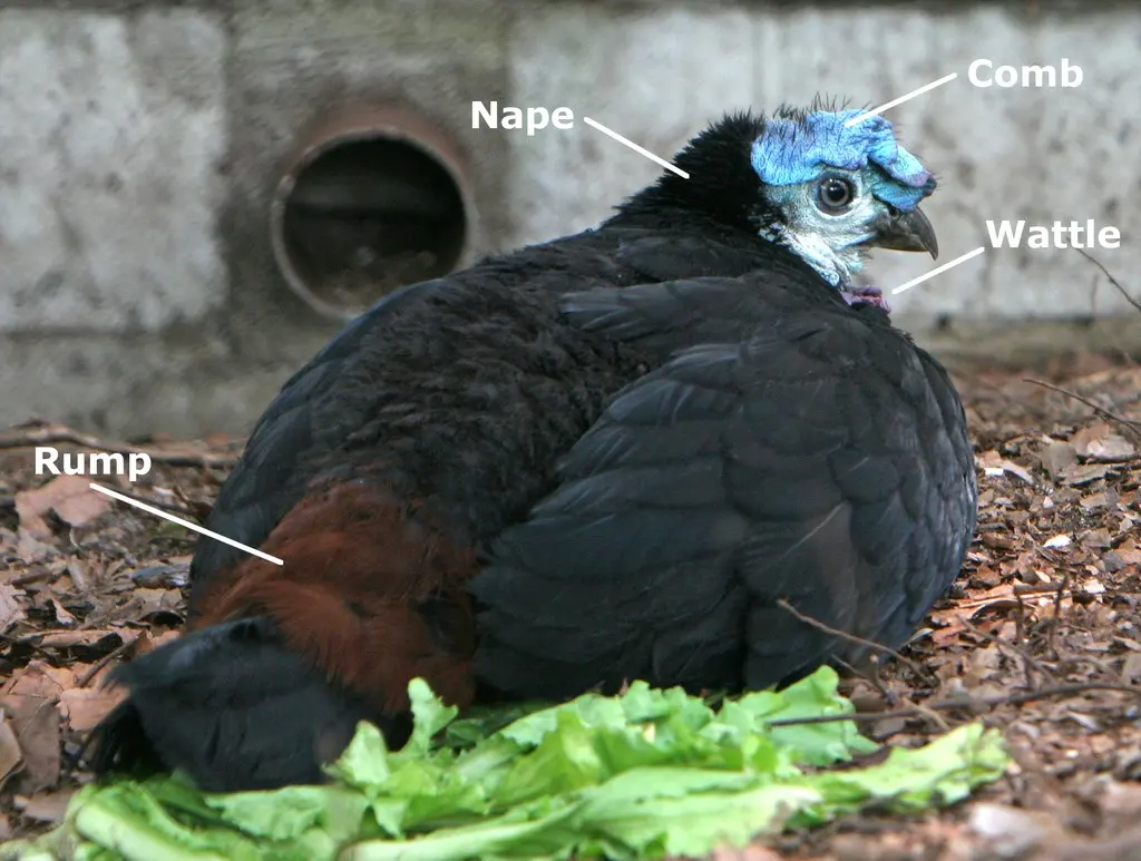 肉垂塚雉(Aepypodius arfakianus)