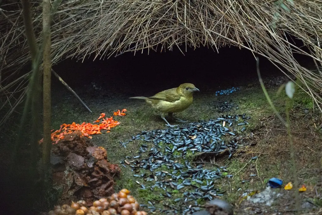 褐色园丁鸟（Amblyornis inornata）