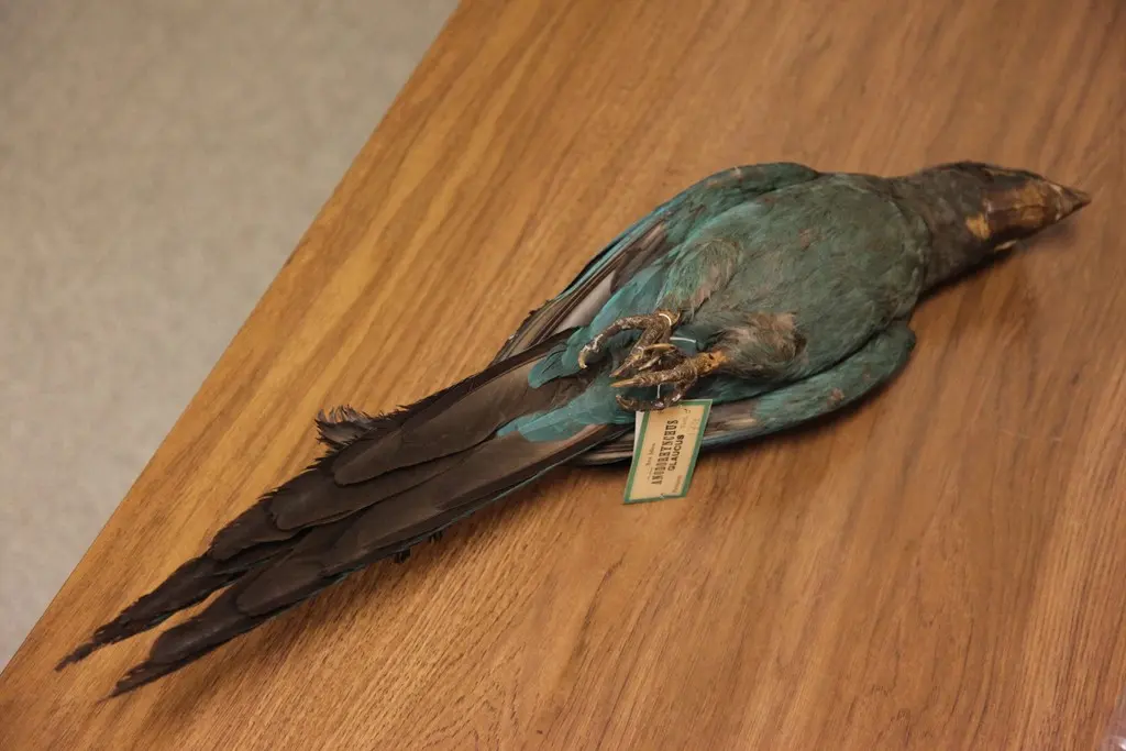 蓝绿金刚鹦鹉(Anodorhynchus glaucus)